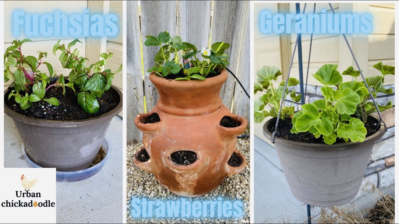 Planting strawberries, Fuchsias, and Geraniums in Containers for Beginners
