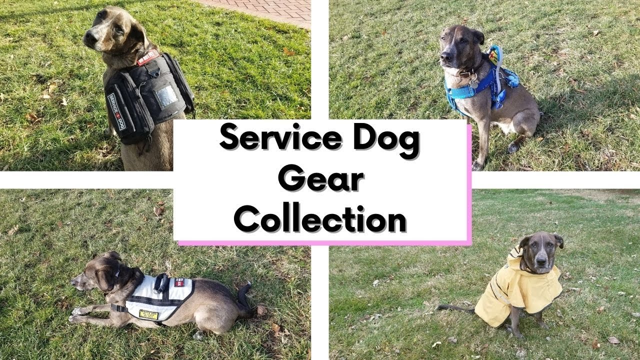 Service Dog Gear Haul! | Our SD Gear Collection