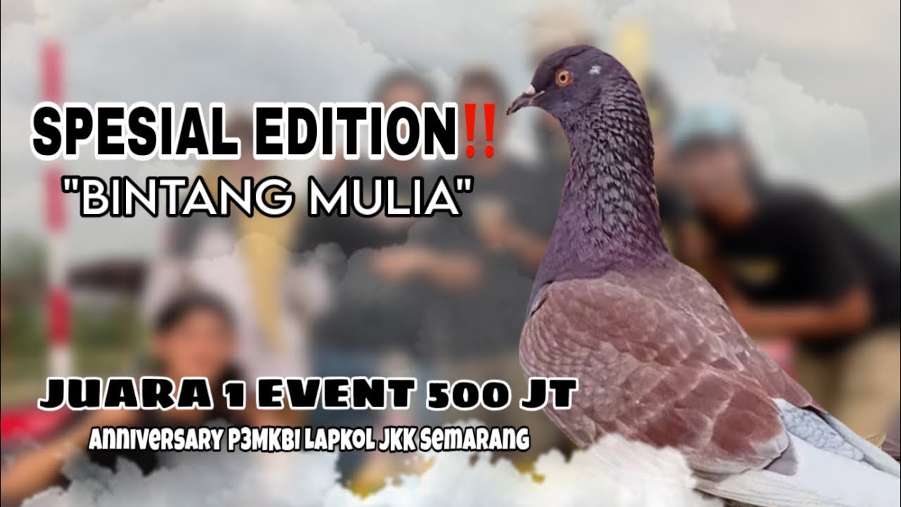 SPESIAL EDITION‼️ Bintang Mulia Babak 4 Sampai Final Event 500 Jt 