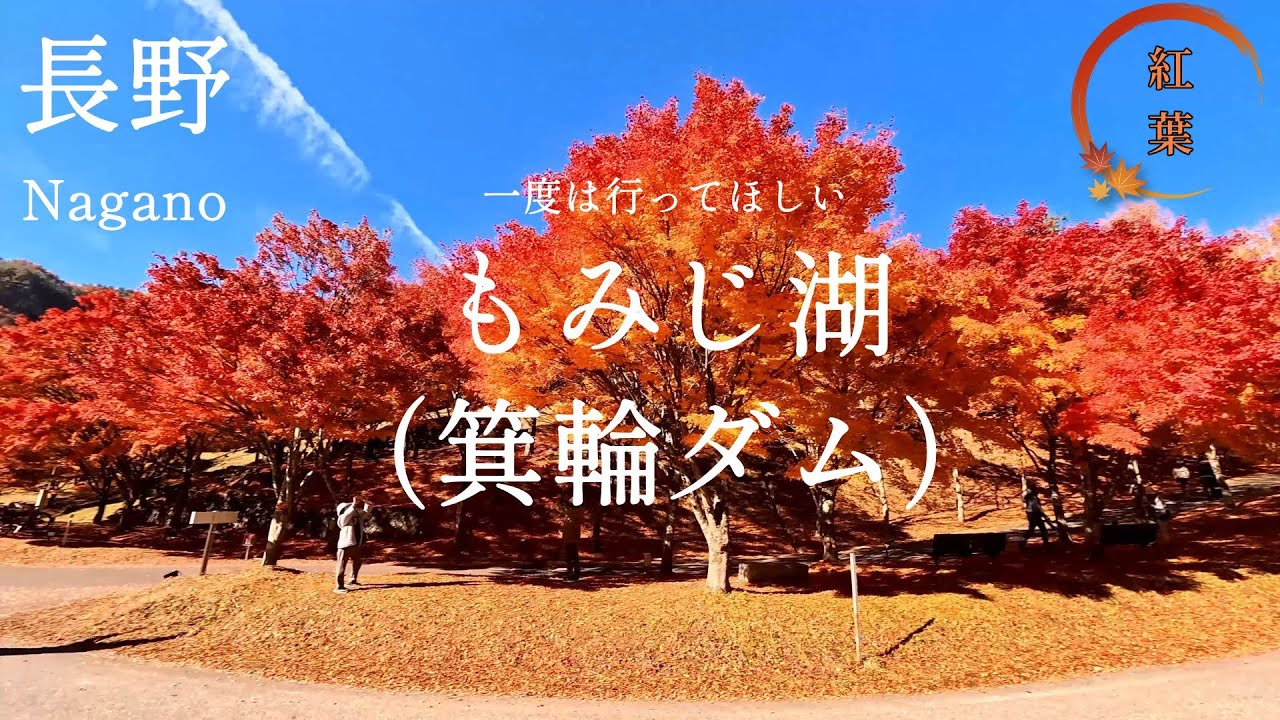📍長野　もみじ湖（箕輪ダム）何度見ても飽きない、圧巻の紅葉