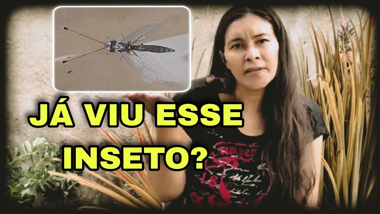 Formiga leão adulto você já viu esse inseto no quintal?