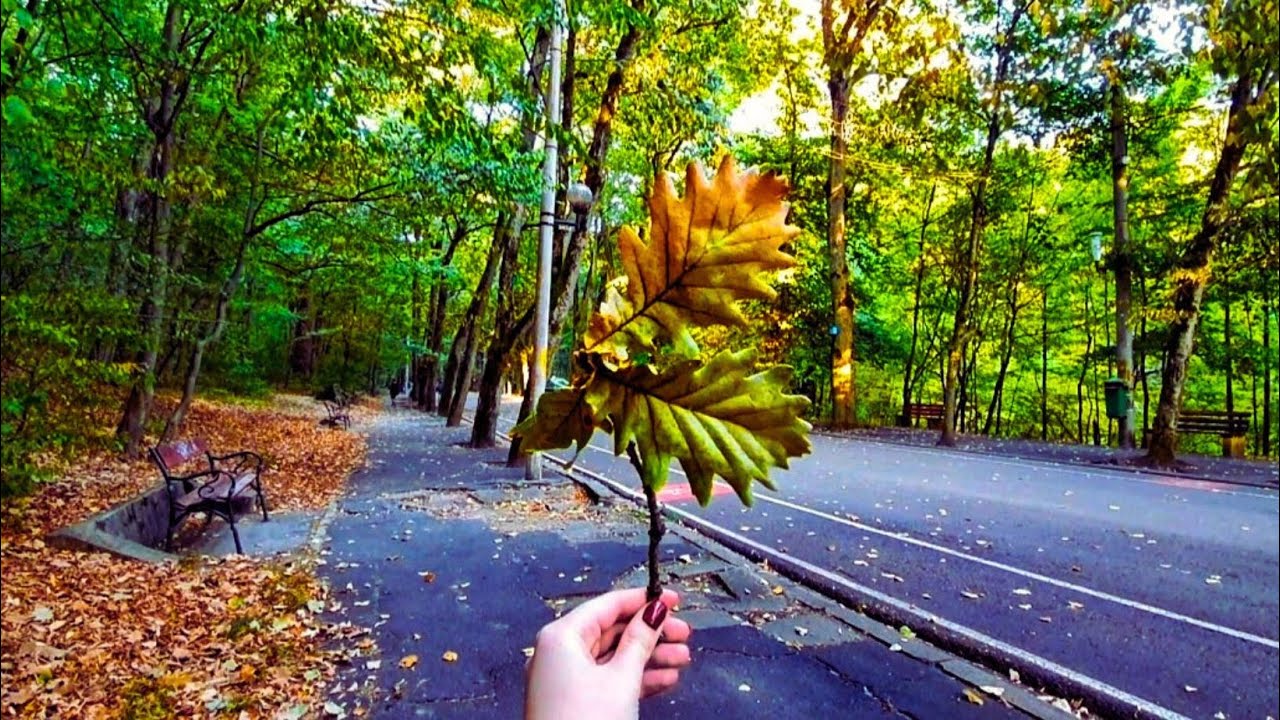 Fall Colors in Trivale Park and an adorable cat | Ambiental Music