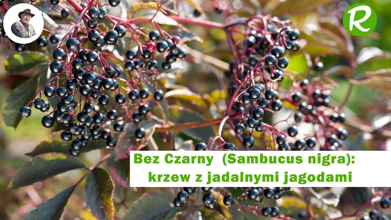 Bez czerni (Sambucus nigra), użyteczne drzewo!