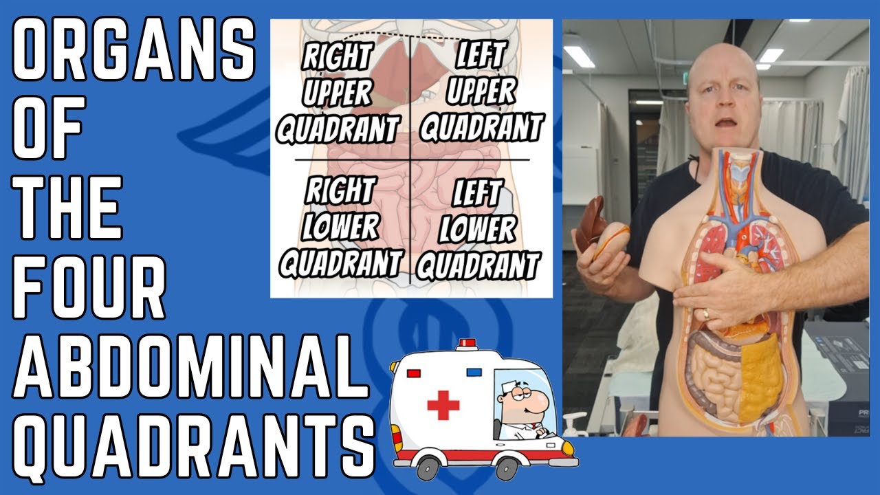 Organs of the Four Abdominal Quadrants