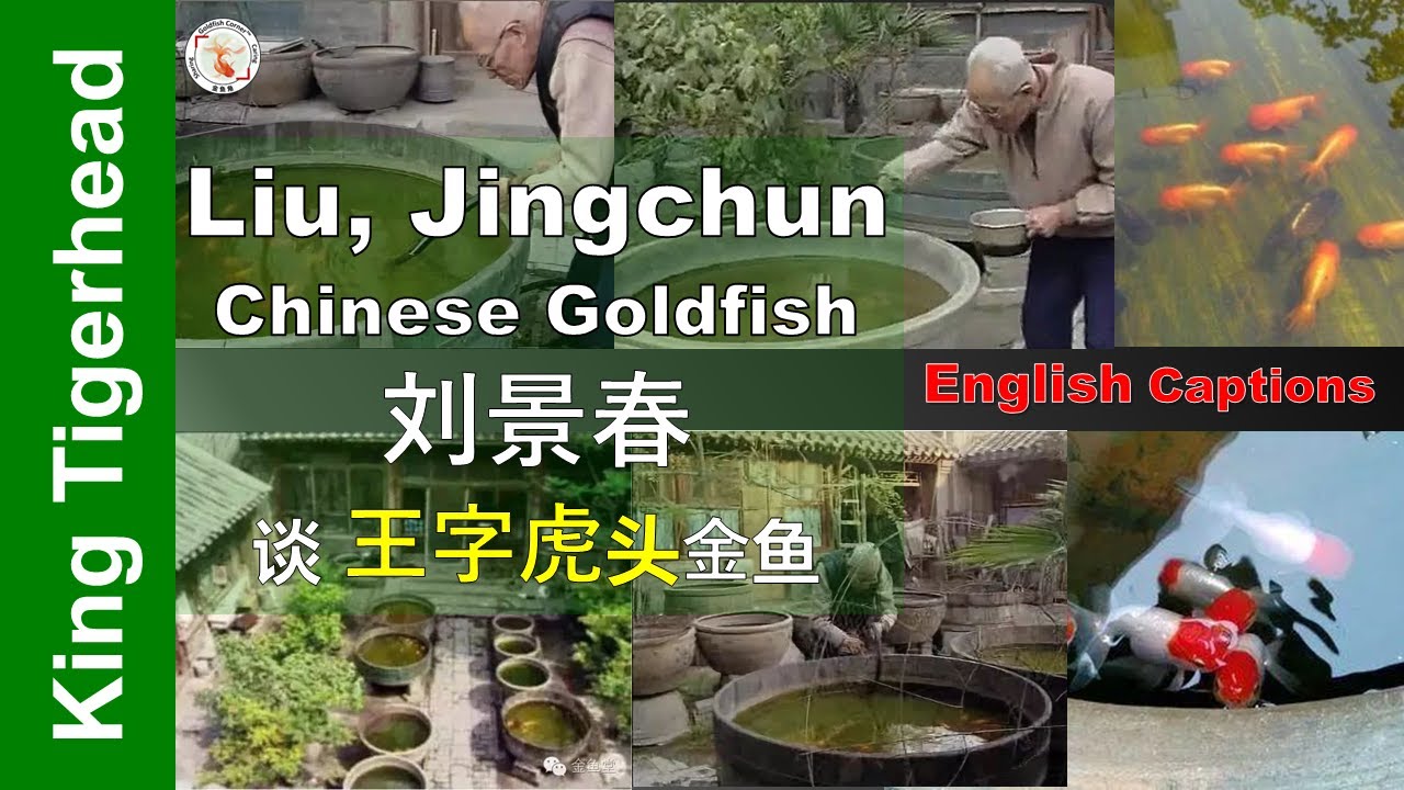 Liu Jingchun talks the King Tigerhead: Mystical & Magical Goldfsih| 刘景春谈王字虎头金鱼👉