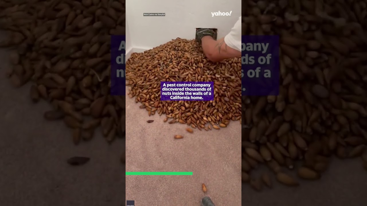 Incredible 317kg find inside homeowner's walls | 8 February 2023 Yahoo News Breakdown | #shorts