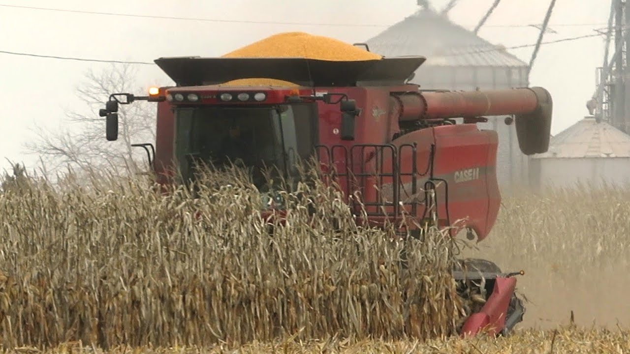 Corn Harvest 2020 | Case IH 7010 Axial Flow Combine Harvesting Corn | Ontario, Canada