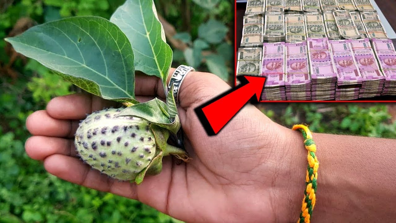 ನಿಮ್ಮ ಸುತ್ತಮುತ್ತ ಈ ಹಣ್ಣು ಸಿಕ್ಕರೆ ಬಿಡಬೇಡಿ | ನಿಮ್ಮ ಅದೃಷ್ಟವನ್ನೇ ಬದಲಿಸುವ ಶಕ್ತಿ ಇದಕ್ಕಿದೆ | Dattur Plant |