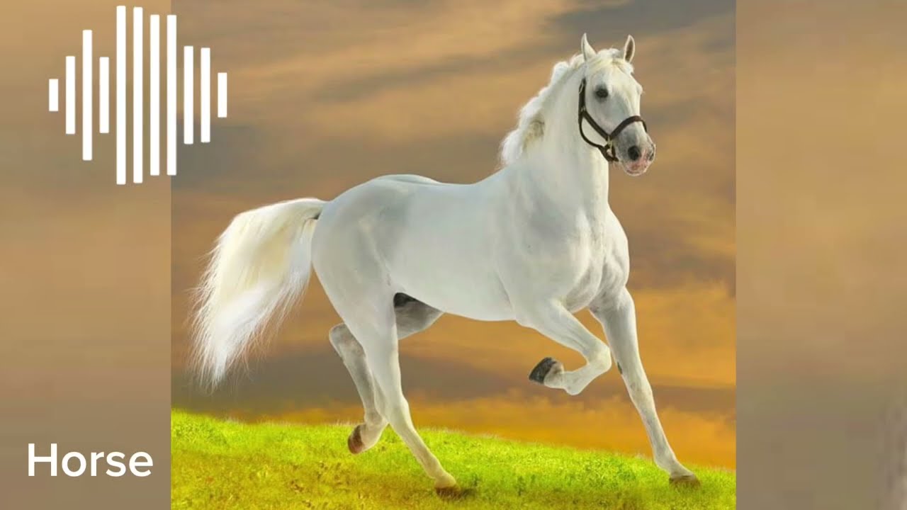 Original horse sounds 🐎