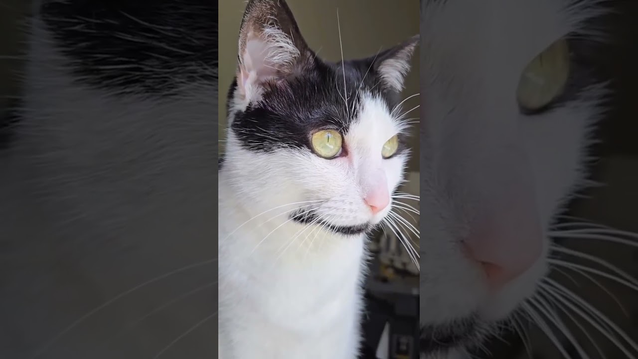 Why do cats have bald spots by their ears? Audio: thetwocrazycatladies #catears #cats #catfacts