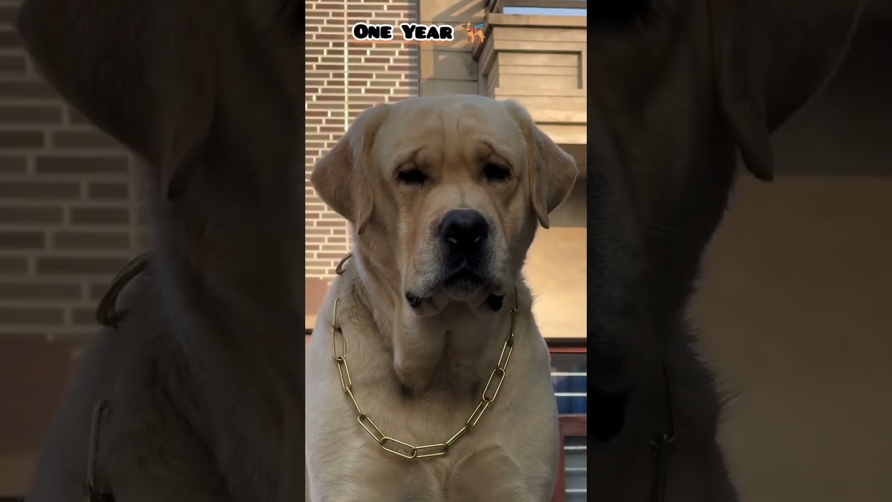 28 days to One Year Labrador transformation #dog #feed #puppy #pets #labrador #cute #shots #love