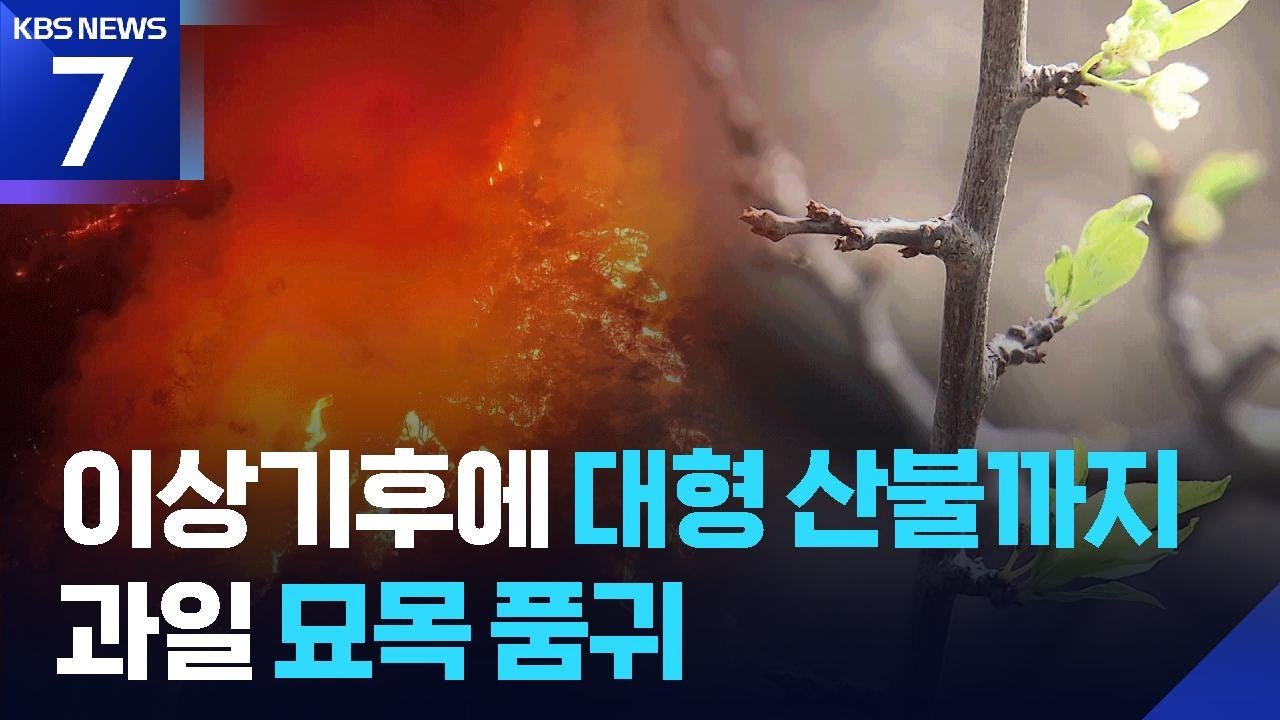 대형 산불에 기후변화까지…과수 묘목 품귀에 농가 울상 / KBS  2026.03.11.