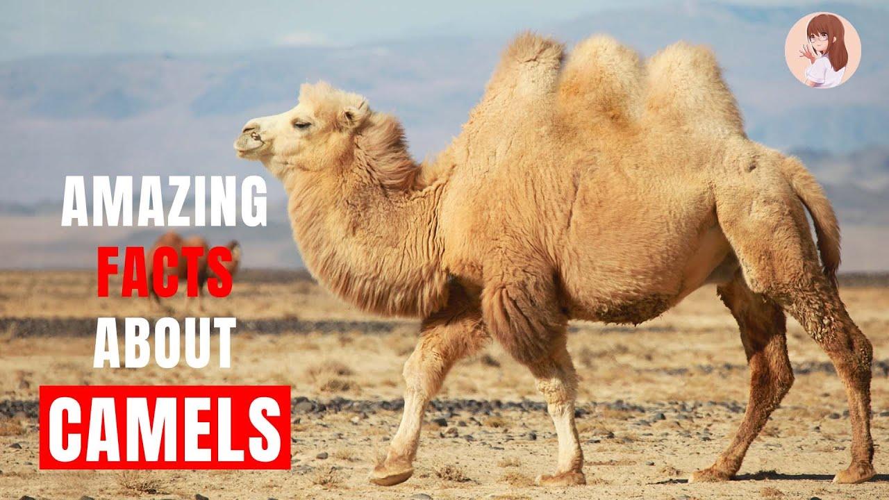 Amazing Facts About Camels 🐫 🐫 🐫