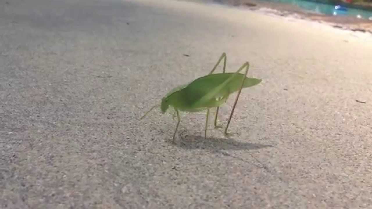 Leaf Bug Takes a Crap