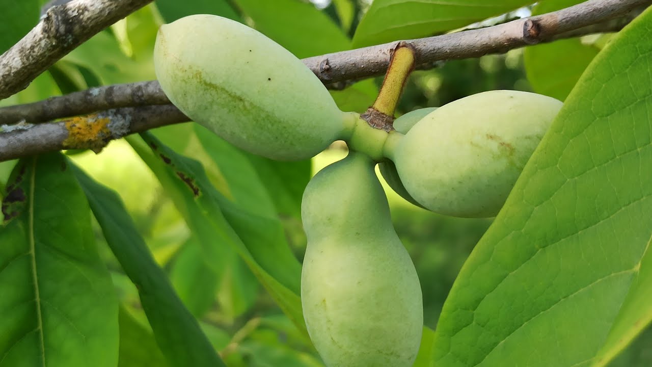 Update zur Indianerbananen  Plantage von Ernst Häcker - Älteste Plantage im Remstal