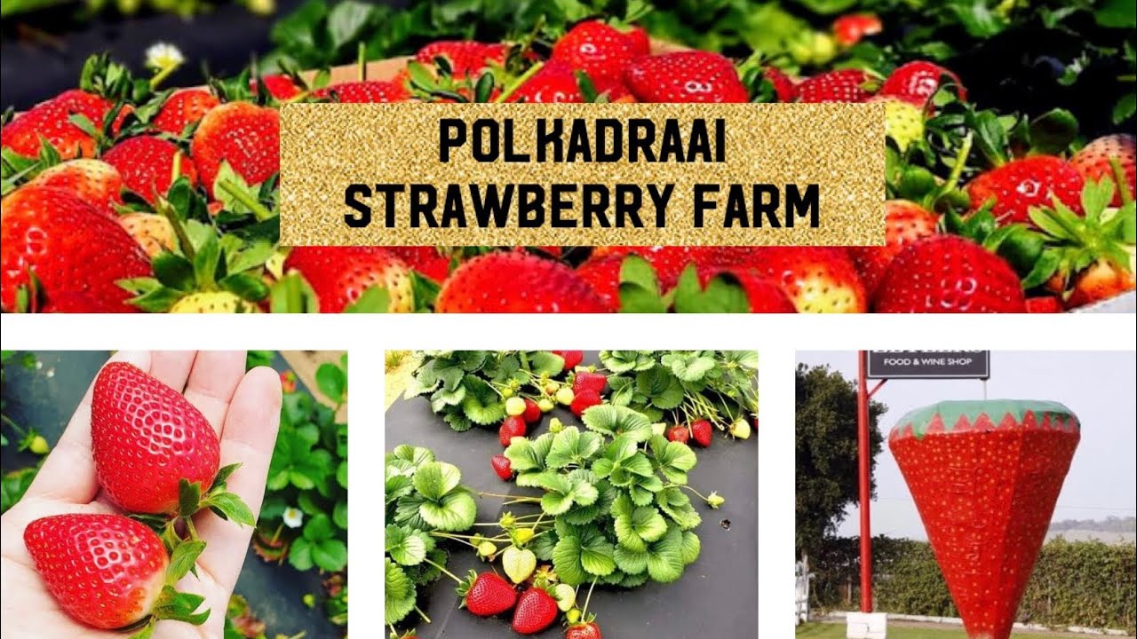 Capetown- strawberry farm | Things to do in Cape Town