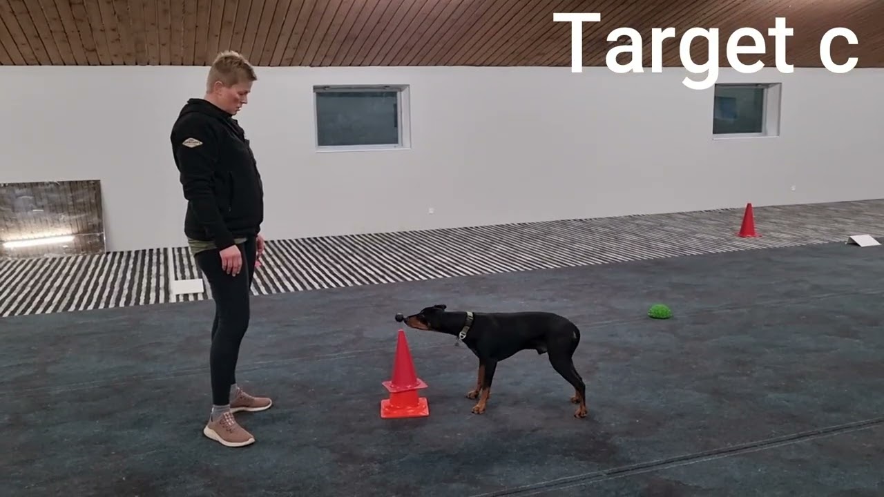 Bailey SIRIUS Tricks Begynder Stjerne