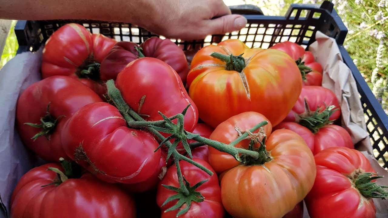 Allotment Days #113 Champion Tomatoes and a New Personal Best Weight