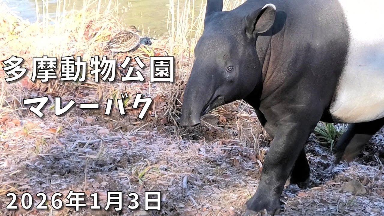 多摩動物公園のマレーバク　リン、ついに独り立ちする　Malayan tapir