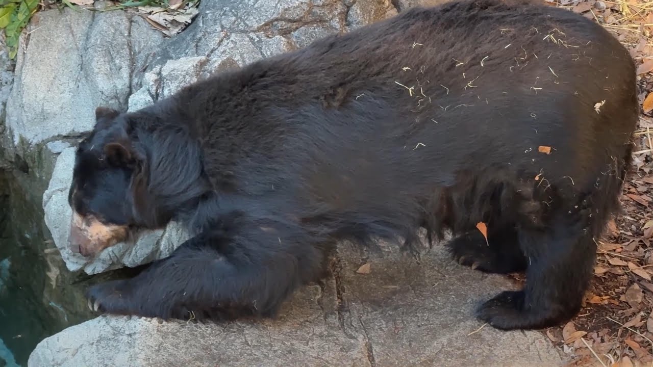 番外編 ルイスくん起きた【番外編】【よこはま動物園ズーラシア】メガネグマ