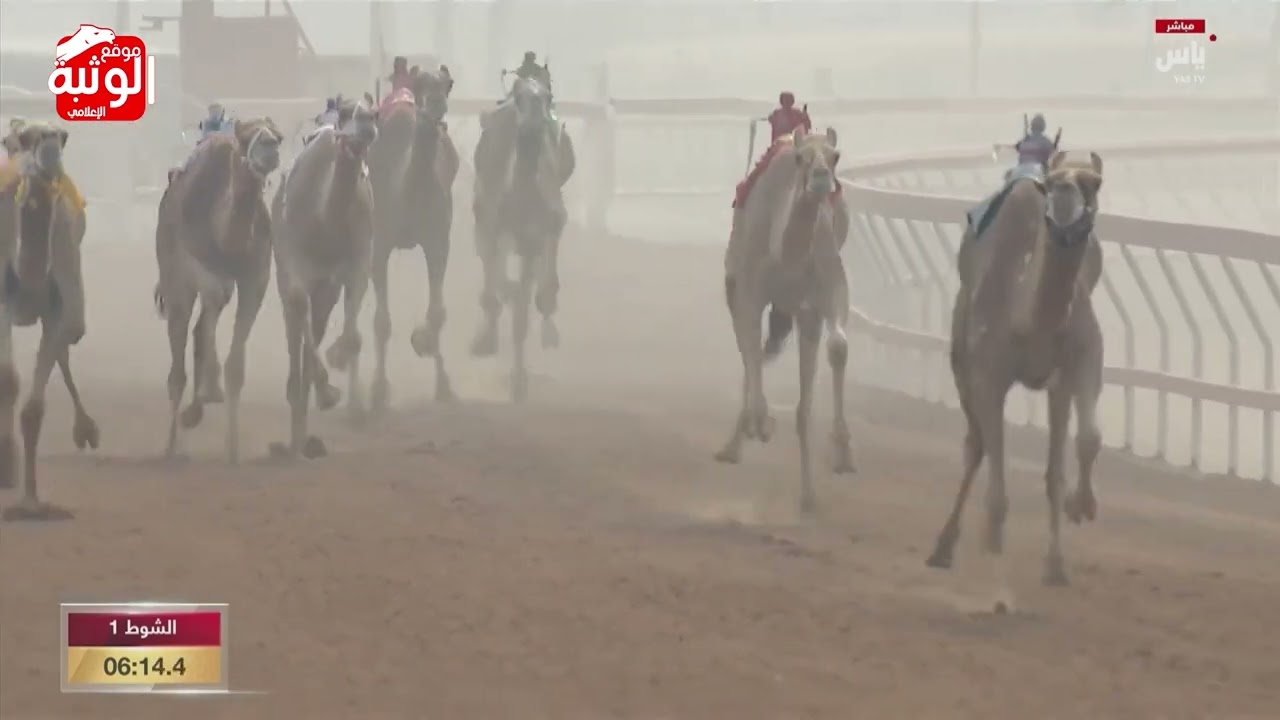 الشوط 1 كأس (مبشرة) لـ مانع علي حماد الشامسي 8:55:03 , مهرجان محمد بن زايد 2023/12/29 ثنايا السوان