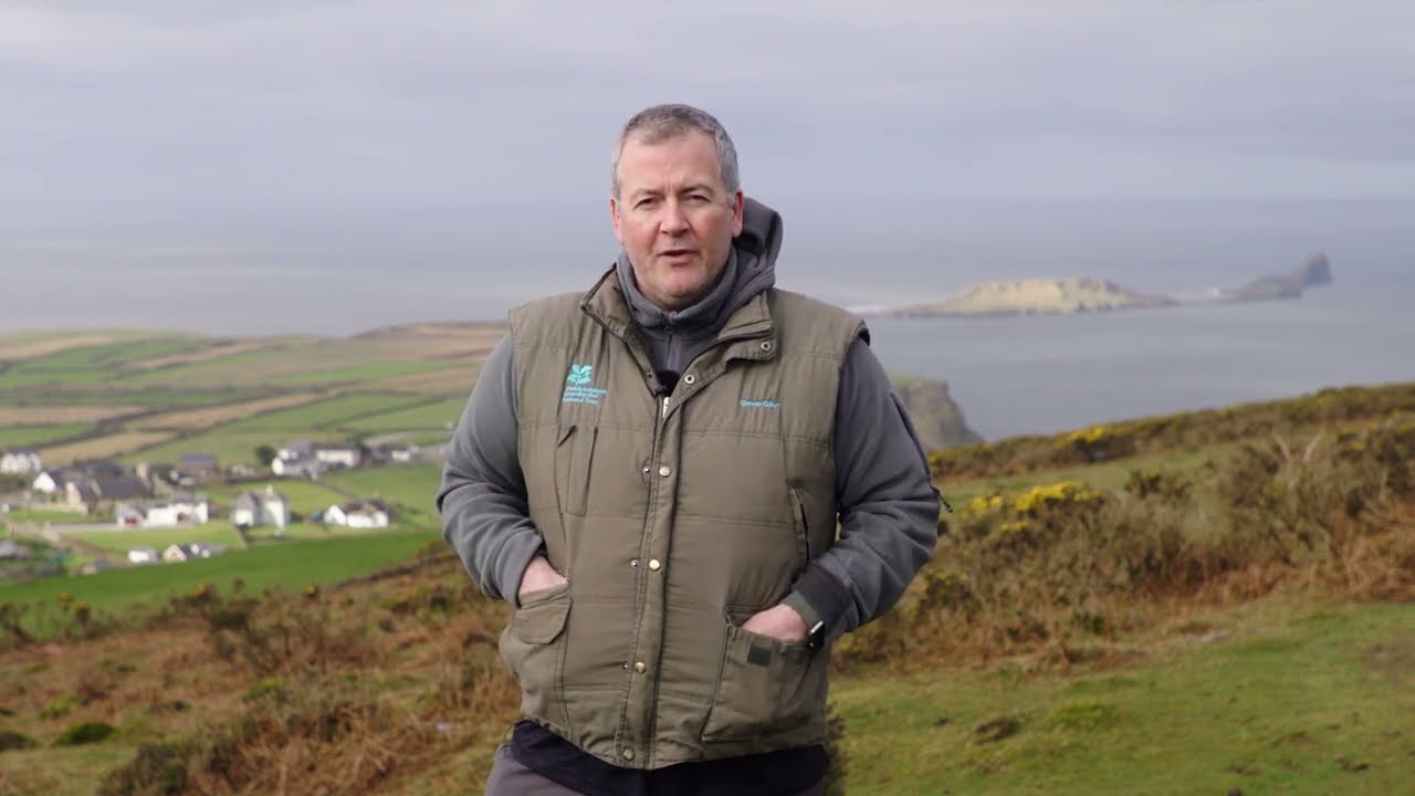 Growing blossom hedges for farming and nature at Rhosili on the Gower, with National Trust Cymru