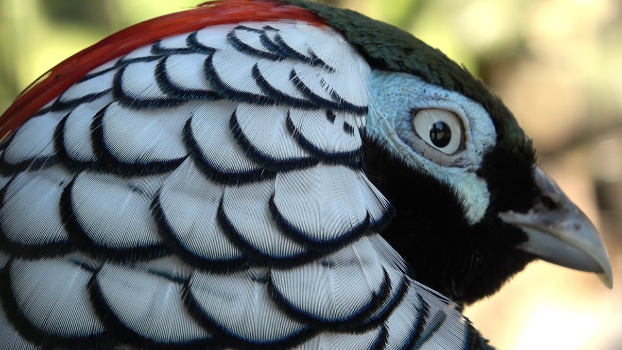 Vogelpark Avifauna, Alphen aan den Rijn 2025