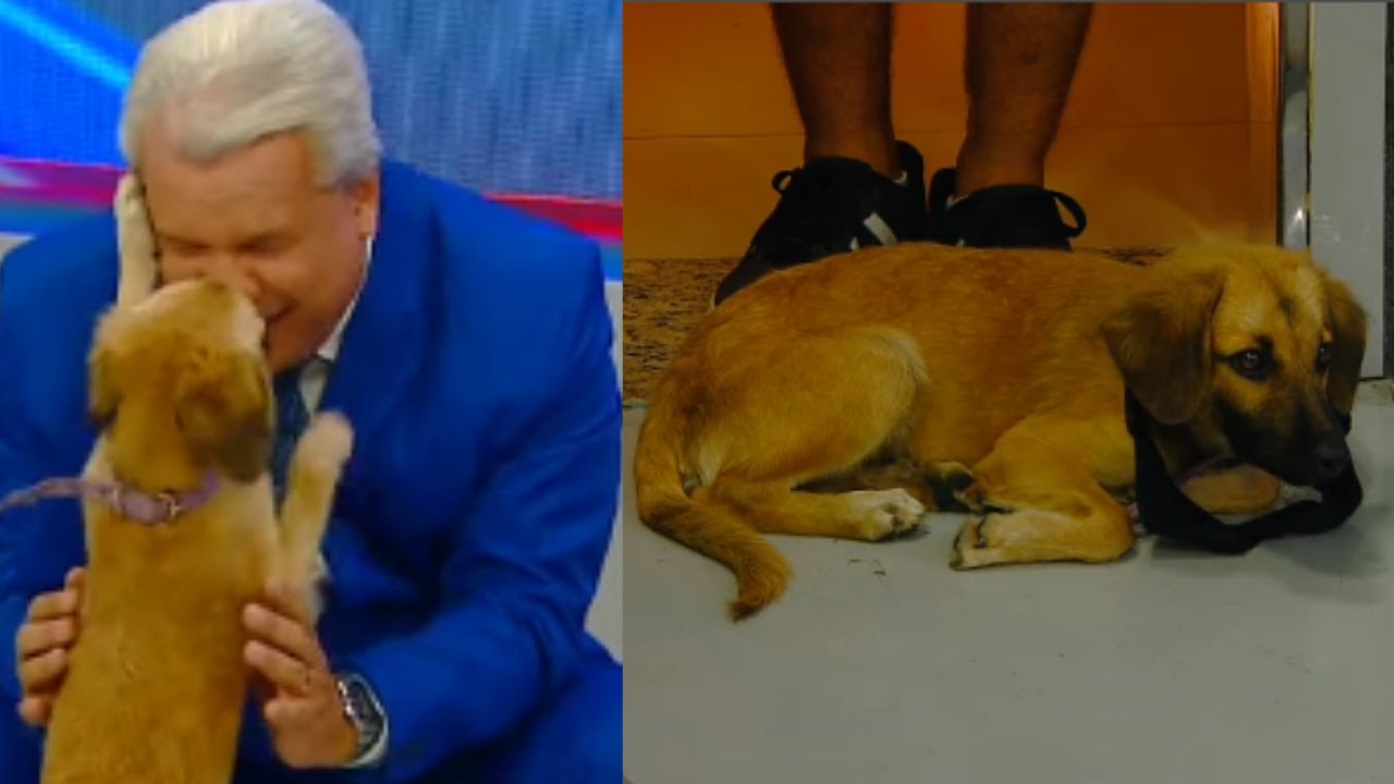 CACHORRO APARECE NO ESTÚDIO E VIRA MASCOTE DO PROGRAMA