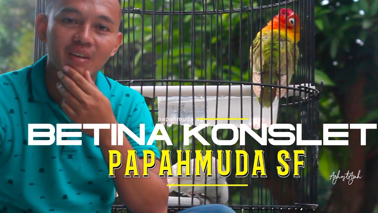 LOVEBIRD BETINA KONSLET‼️ CARA PAPAHMUDA SF ||  PROSES PENGGACORAN