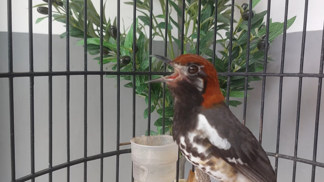 Burung Anis kembang Ngeplong Santai Pagi Hari Buat Pancingan Dan terapi Anis kembang Macet Vol 54