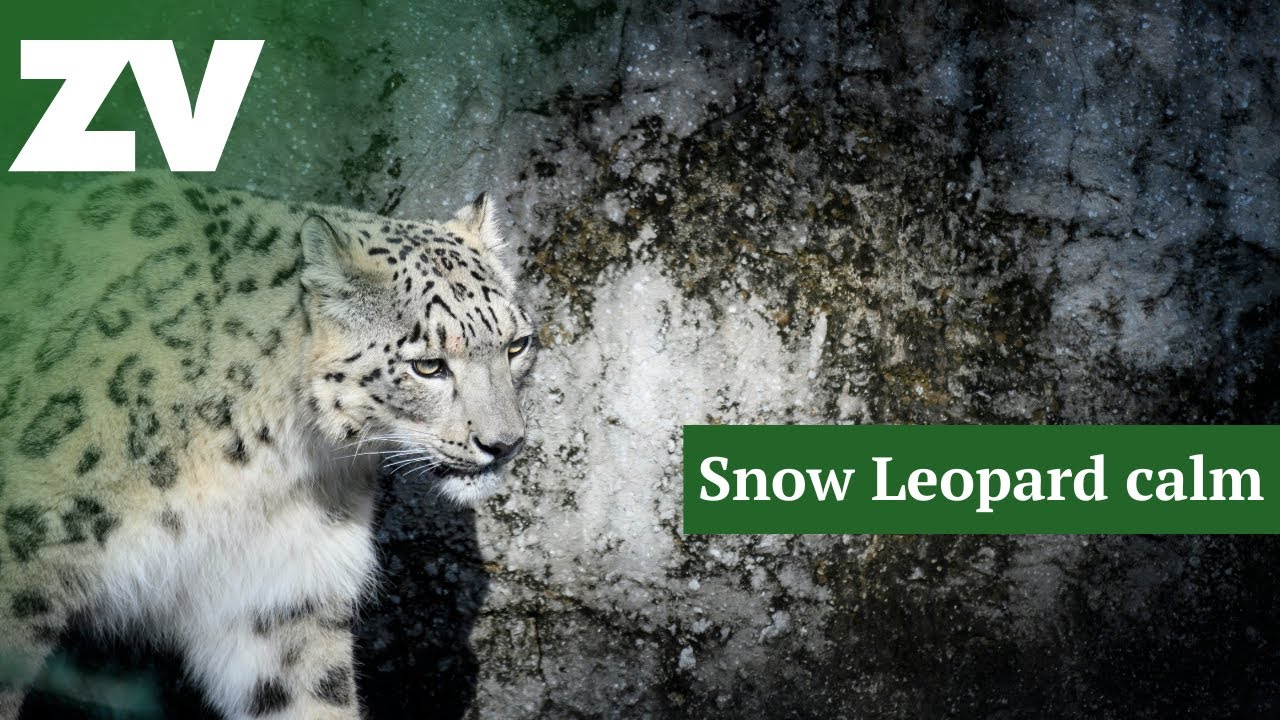A moment of Snow Leopard calm...