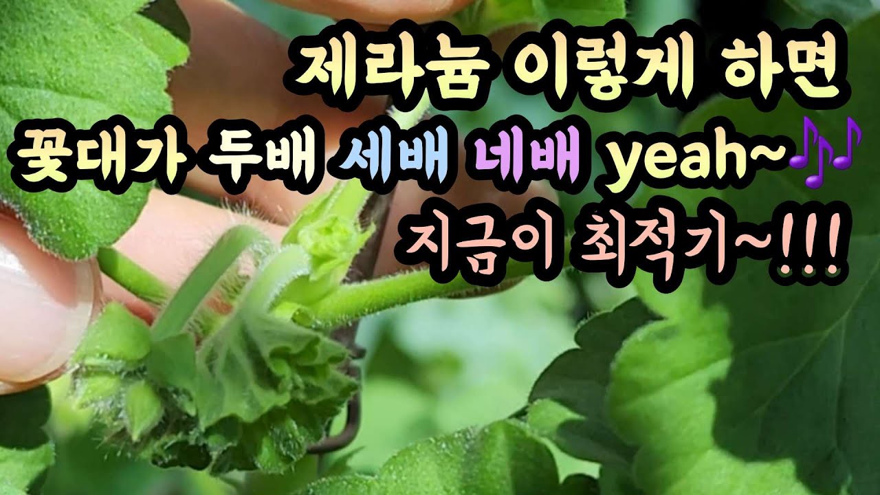 제라늄 이렇게 하면 꽃대가 두배 세배 네배 yeah~ 지금이 최적기!!! #제라늄 #pelargonium