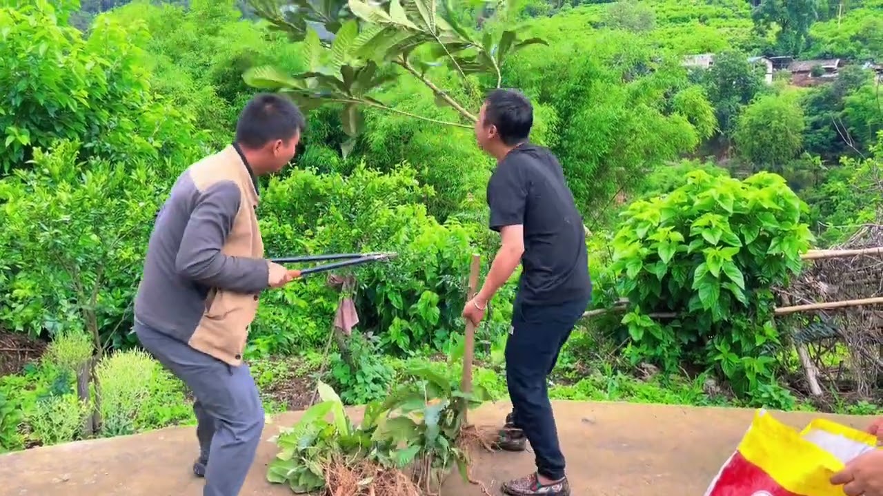 枇杷苗不用培育，直接挖野生的回去栽上，等明年嫁接后即可移栽！ #我的乡村生活 #枇杷苗