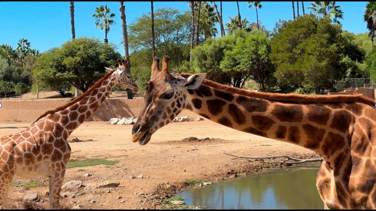 San Diego Zoo and Safari Park