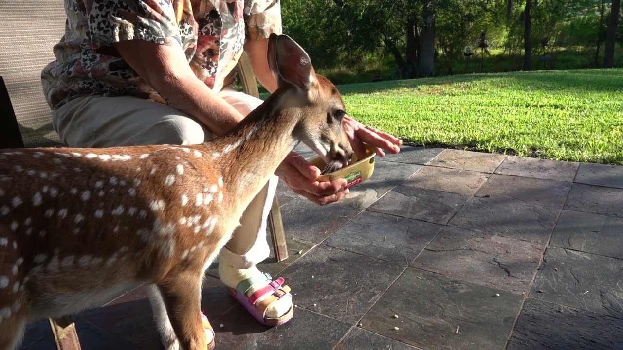 Breakfast with Bambi the Whitetail Deer Fawn (day 17)