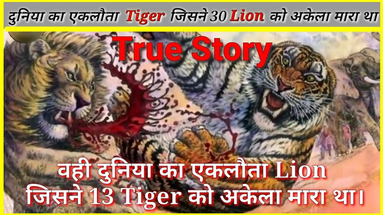 Gunga is the world's most dangerous Bengal tiger that killed 30 lions/Juno Lion who was 13tiger kill