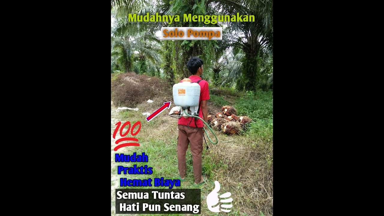 Tutorial Menggunakan Sprayer Solo Pompa (Manual) dan Penggunaan Roundup- Mudah, Hemat, dan Praktis