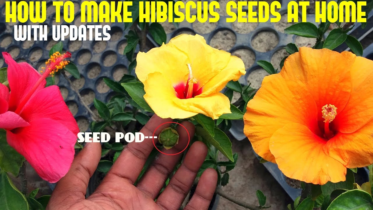 How to Make Hybrid Hibiscus or Hibiscus Seeds at Home(With Updates)