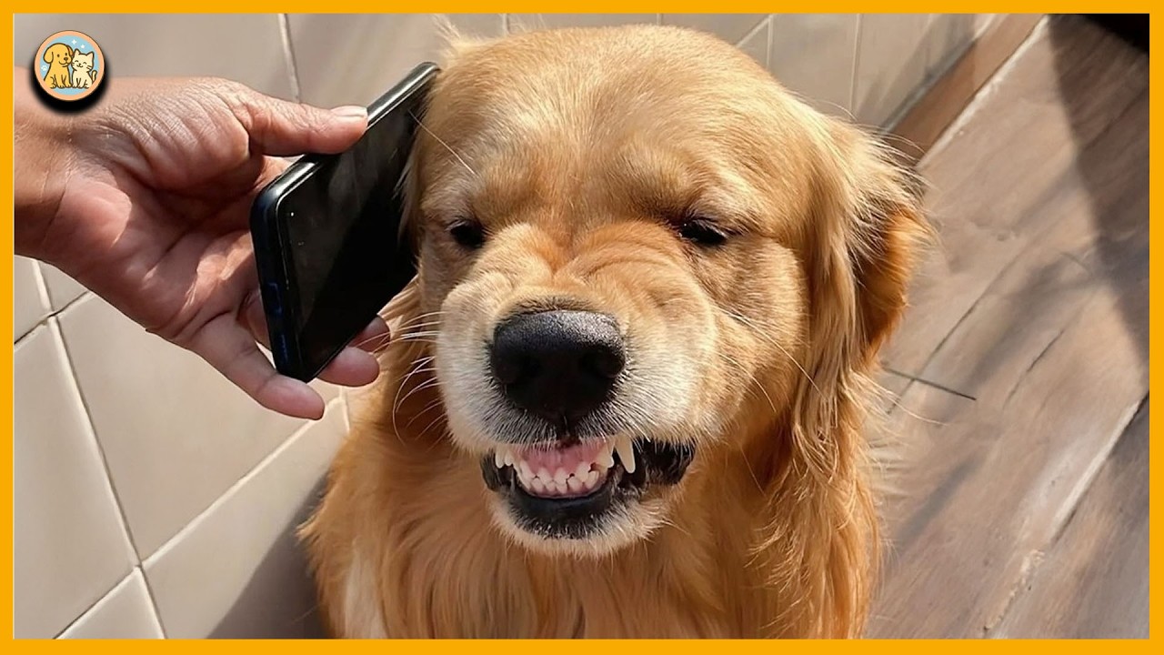 Golden Retrievers FUNNIEST DOGS in the World that will make you laugh your HEAD OF