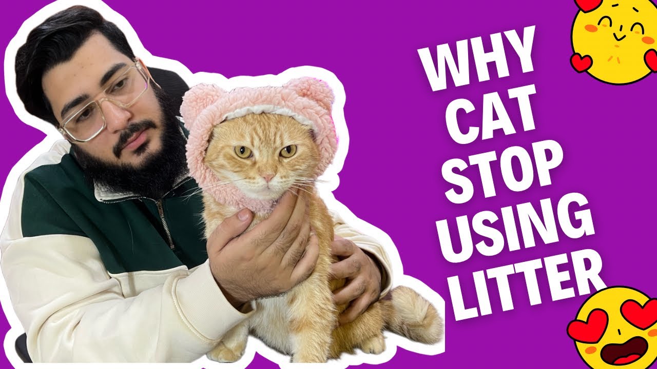 Why do cats stop using cat litter box?