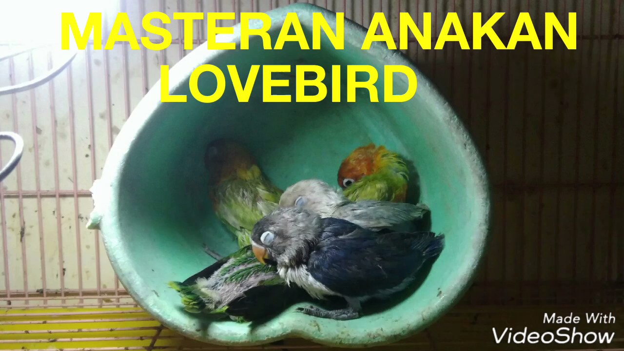 AUDIO MASTERAN buat anakan LOVEBIRD paud