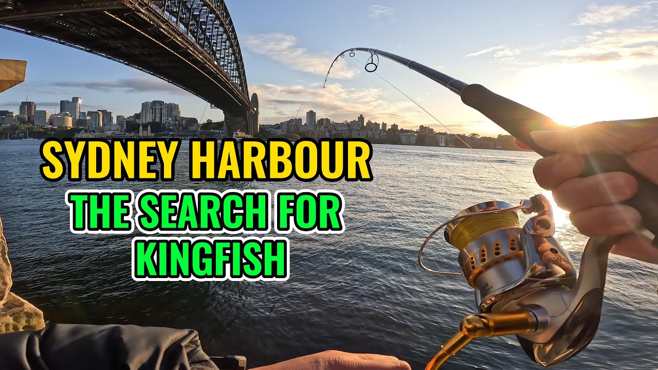 The search for Kingfish in Sydney Harbour