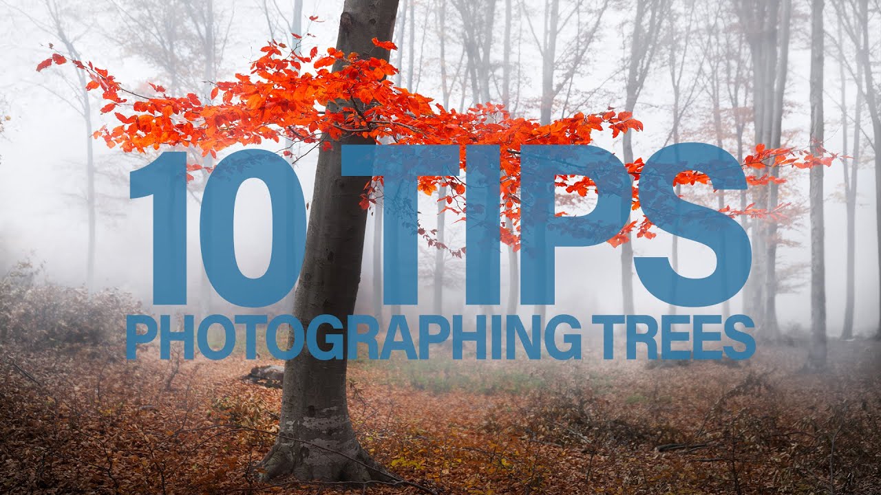 10 советов по фотографированию деревьев [Советы по пейзажной фотографии]