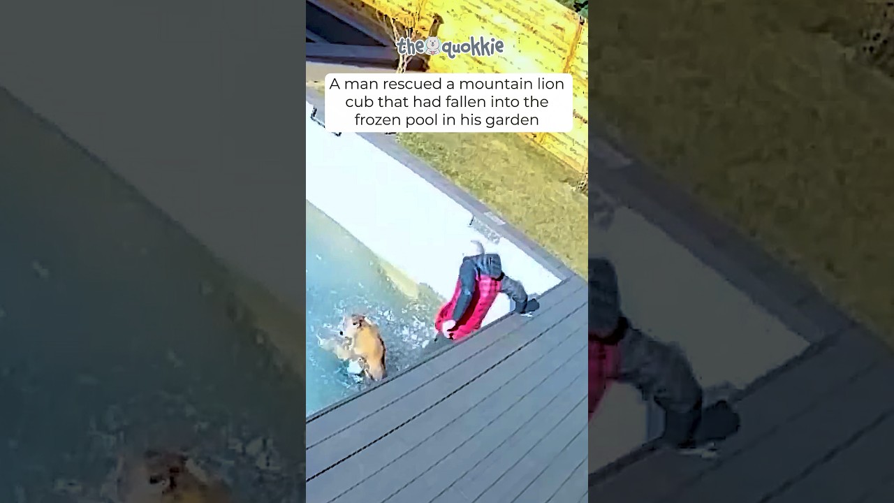 Superhero Rescues Freezing Mountain Lion Cub and Changes Its Life! ❄️🦁 #Shorts