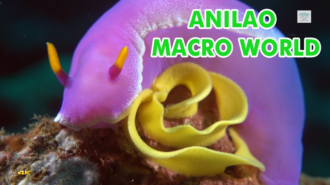 4K SONY RX100 IV Underwater Fantasy Anilao Macro World Diving(Anilao微距世界)