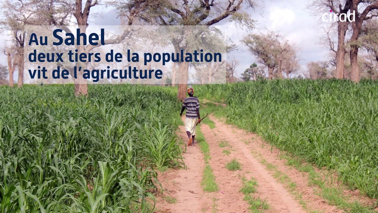 Au Sahel, le d&eacute;veloppement agricole est incontournable
