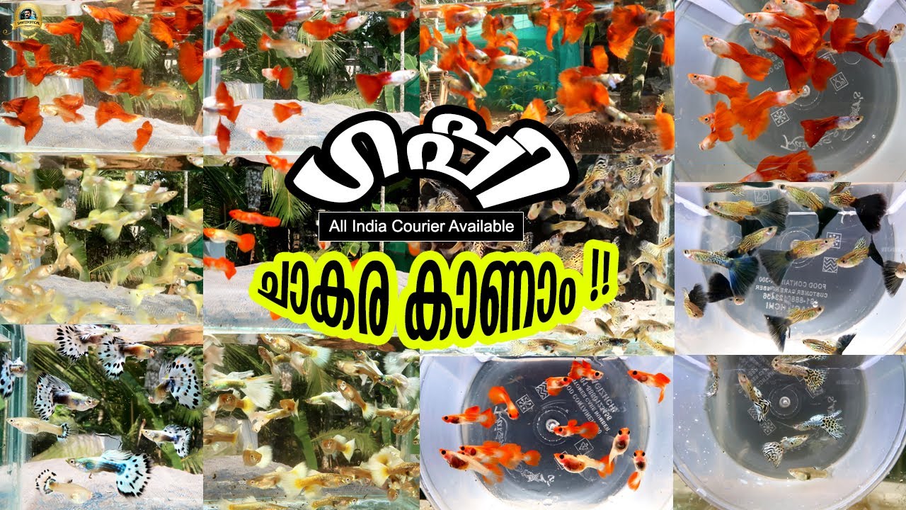 😲High Quality Imported ഗപ്പികൾ ഏറ്റവും കുറഞ്ഞ വിലയിൽ കോഴിക്കോട്ട് ! Amazing guppy farm in kozhikode!