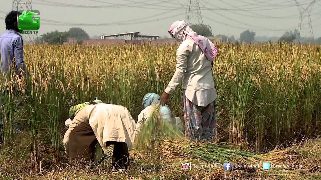 About Basmati Rice - In Baatein Kheti Ki On Green TV