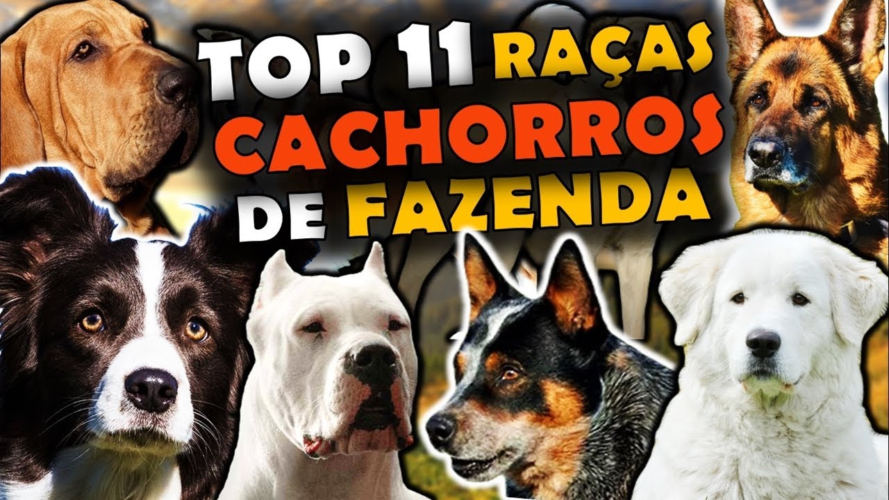 AS 11 PRINCIPAIS RA&Ccedil;AS DE CACHORRO USADAS EM FAZENDAS - CACHORROS PARA A RO&Ccedil;A