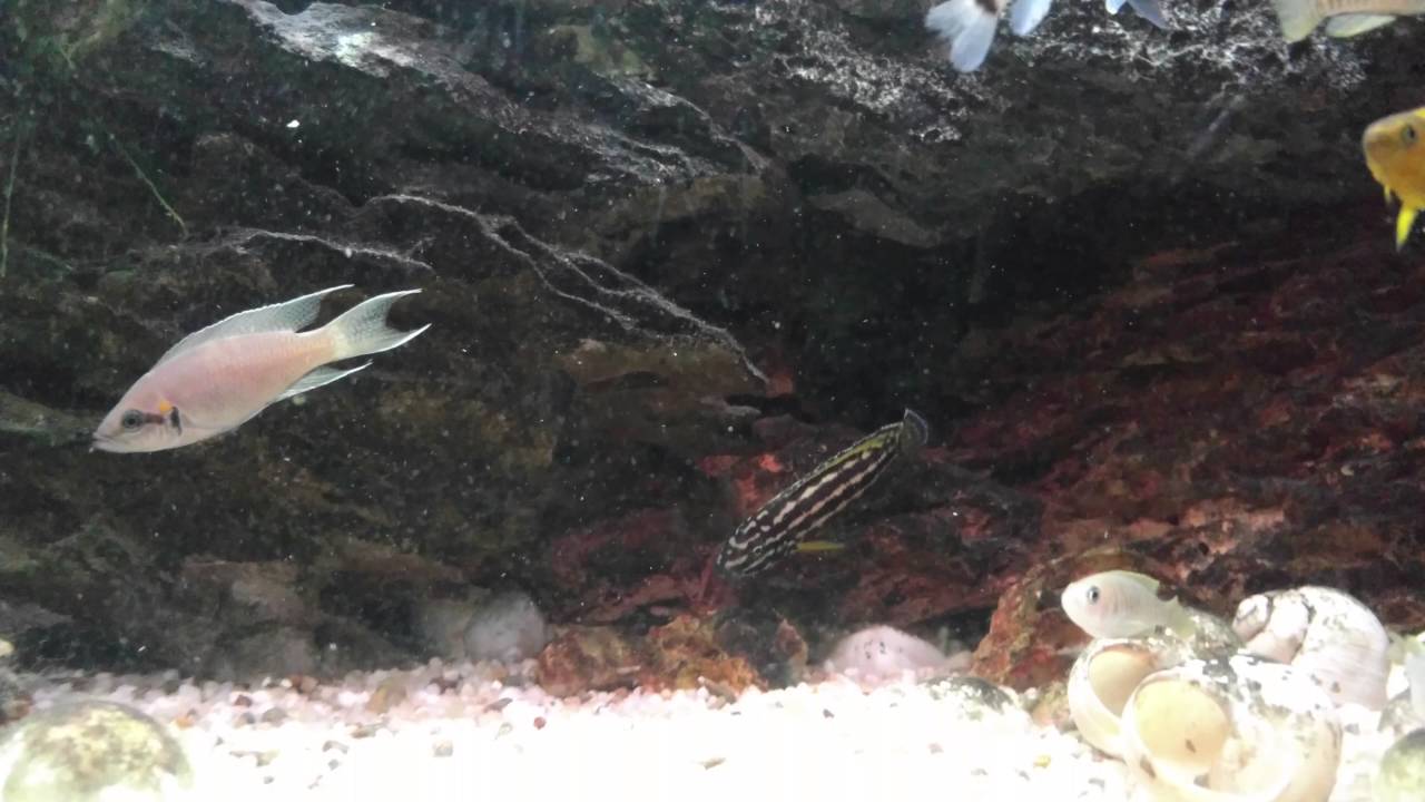 Princess of Burundi with fry on multi tanganyika tank, Księżniczki z młodymi